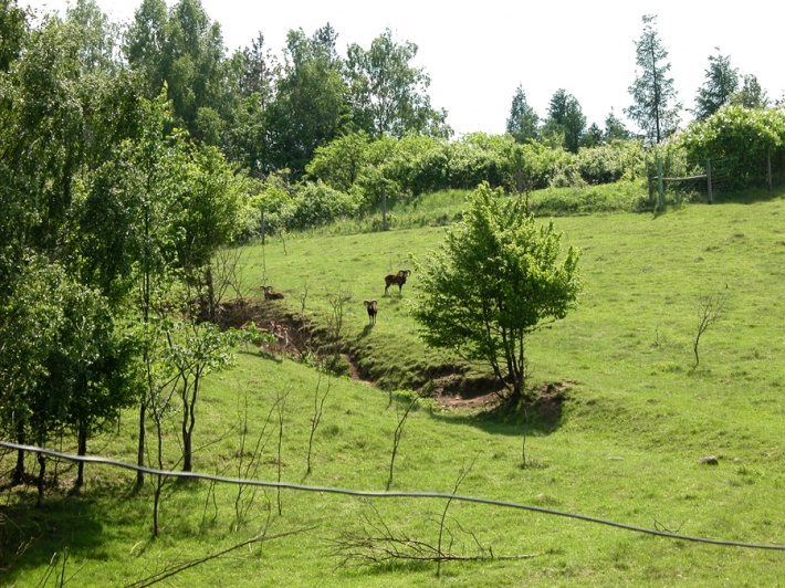 Muflony na fermie w Kosewie k/Mikołajek
