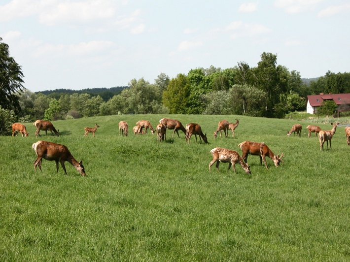 Sarny na wybiegu - ferma jeleniowatych w Kosewie