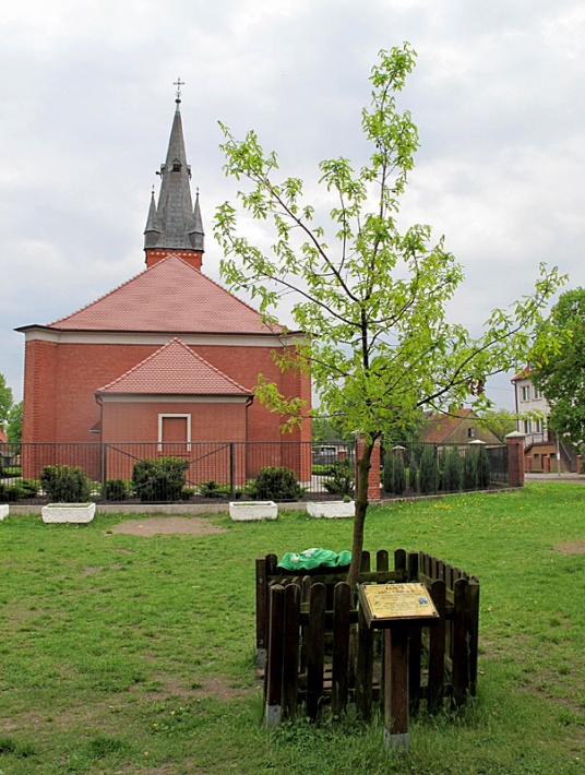 dąb Jana Pawła II w Trzcielu przy kościele św. Wojciecha, 2014