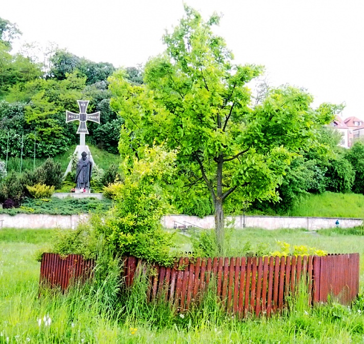 dąb Jana Pawła II na Błoniach w Sandomierzu, maj 2016