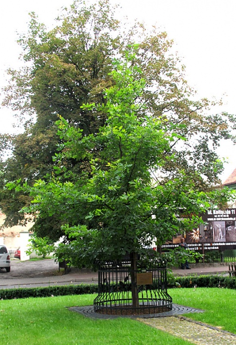 dąb Jana Pawła II przy kościele św. św. Piotra i Pawła w Krotoszynie, 2012