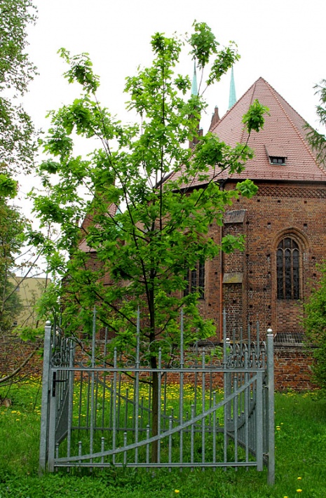 dąb Jana Pawła II przy kościele św. Michała w Świebodzinie, 2014