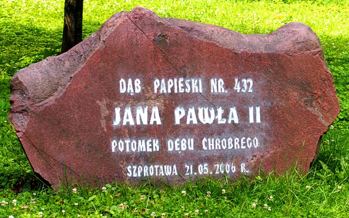 dąb Jana Pawła II w Szprotawie, 2016