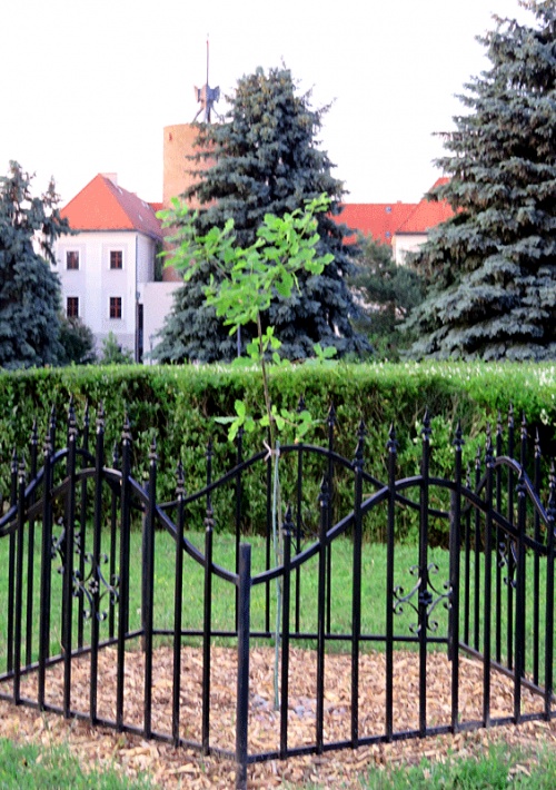 kolejny sklonowany dąb Jana Pawła II w Głogowie, posadzony w miejscu poprzedniego, czerwiec 2019