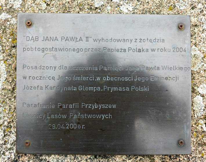 dąb Jana Pawła II w Przybyszewie, 2017