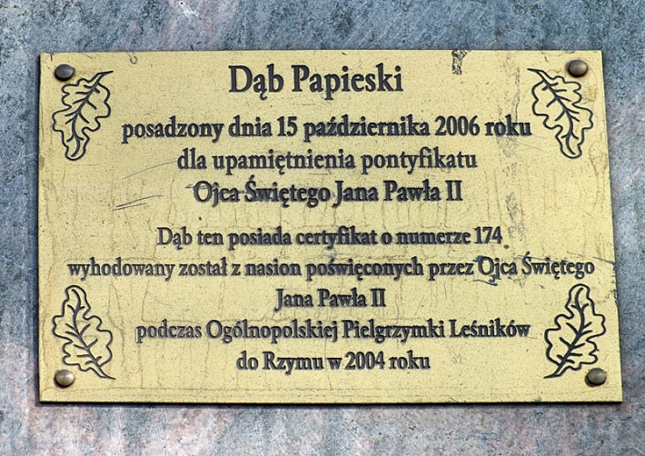 dąb Jana Pawła II w Płocku przy katedrze, kwiecień 2016