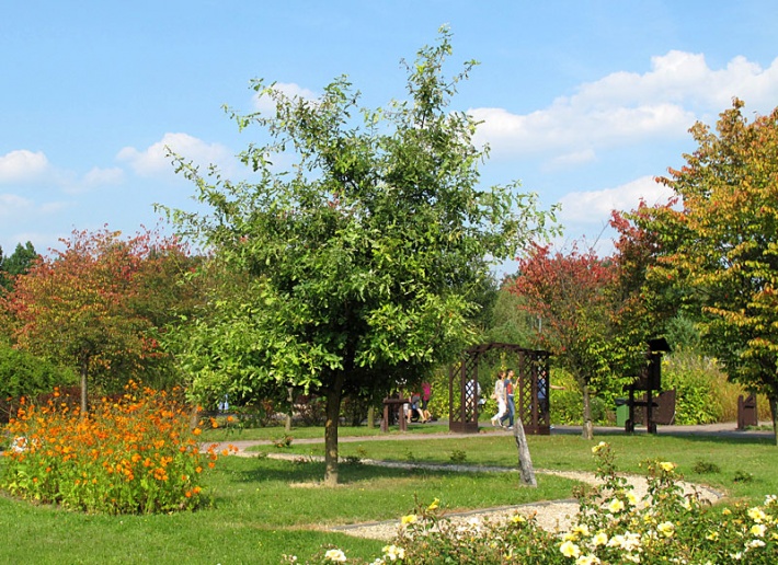 dąb Jana Pawła II w Ogrodzie Botanicznym PAN w Warszawie-Powsinie, 2014