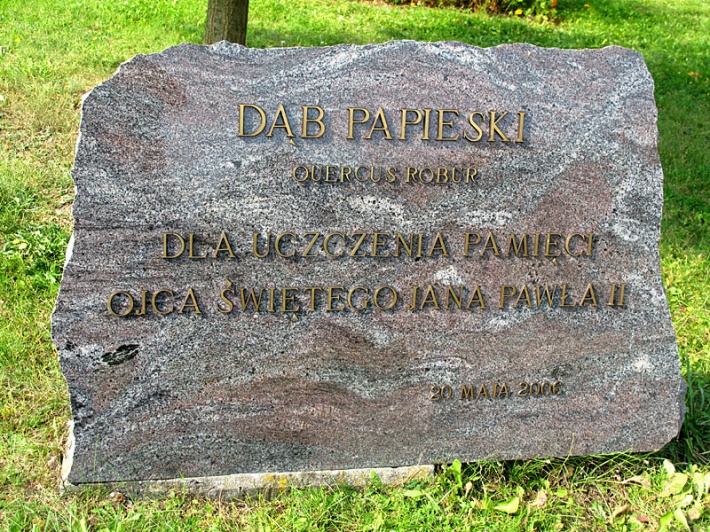 dąb Jana Pawła II w Ogrodzie Botanicznym PAN w Warszawie-Powsinie, 2014