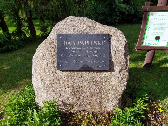 Dąb Jana Pawła II w Ogrodzie Dendrologicznym w Srokowie, 2017