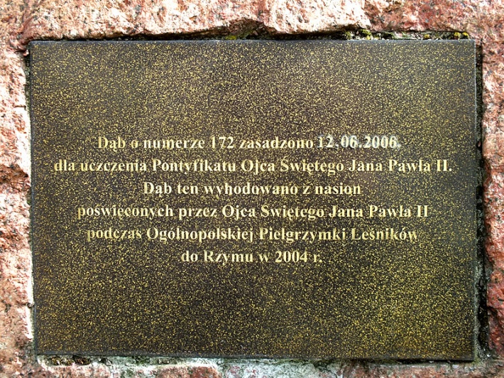 dąb Jana Pawła II przy bazylice katedralnej w Łodzi 2014