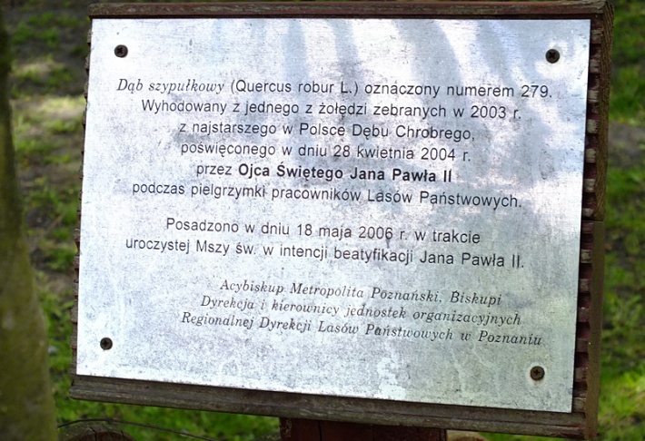 Dąb Jana Pawła II w Poznaniu przed katedrą - 2015