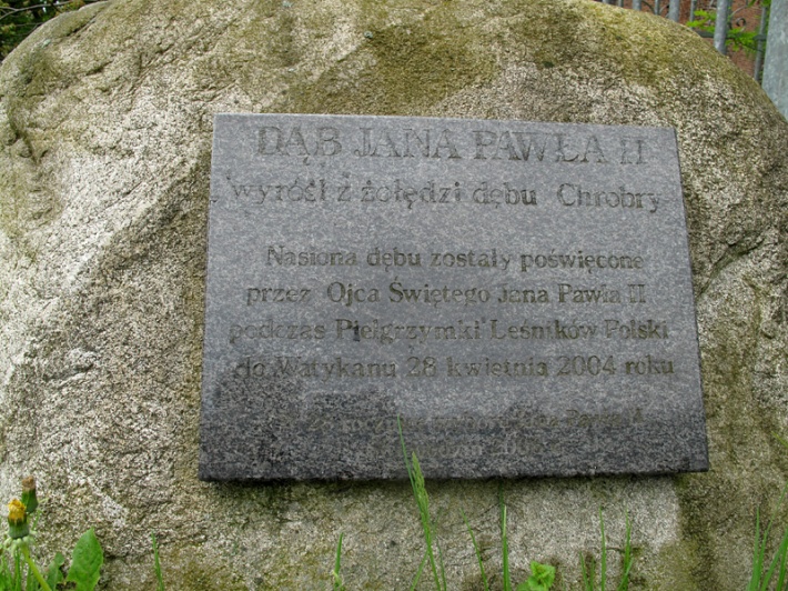 dąb Jana Pawła II przy kościele św. Michała w Świebodzinie, 2014