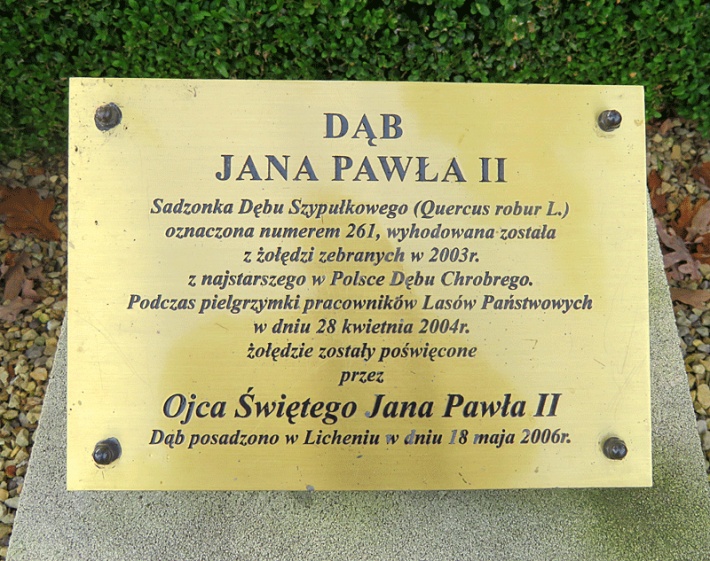 dąb Jana Pawła II w Licheniu Starym, 2019