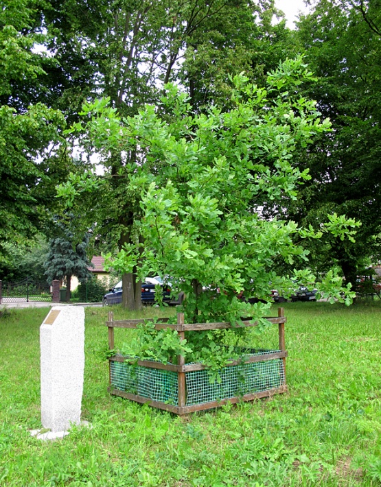 dąb Jana Pawła II na starym cmentarzu w Wilkołazie, 2011