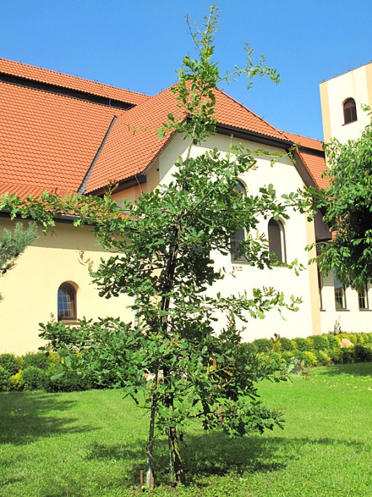dąb Jana Pawła II  przy kościele MB Różańcowej w Jaworze, 2013