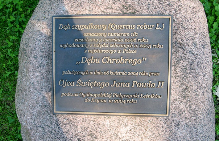 dąb Jana Pawła II w Wieluniu, skwer obok kolegiaty, 2014