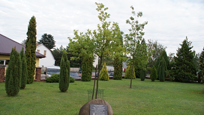 Skarżysko Kamienna - dąb Jana Pawła II, 2016 rok
