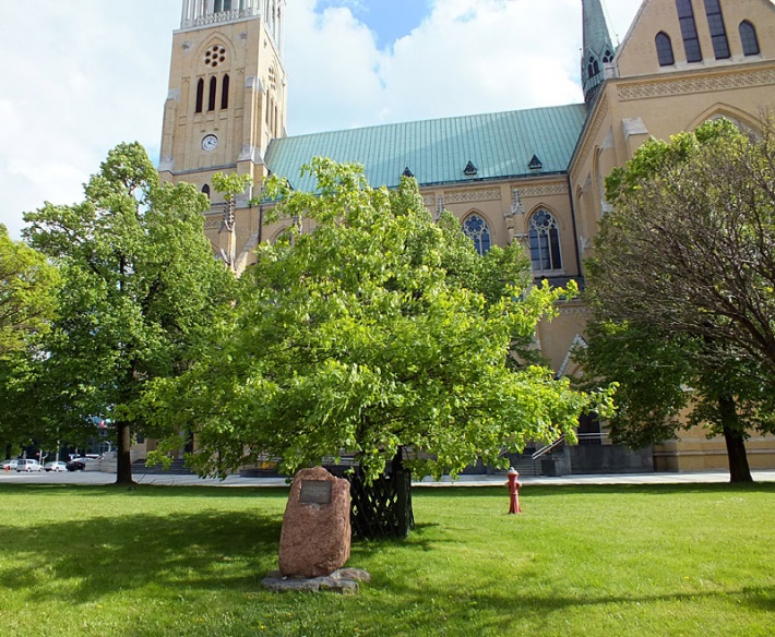 dąb Jana Pawła II przy bazylice katedralnej w Łodzi 2014