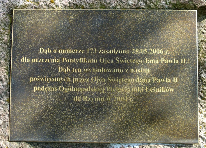 dąb Jana Pawła II w Łodzi, przed Regionalną Dyrekcją Lasów Państwowych 2014