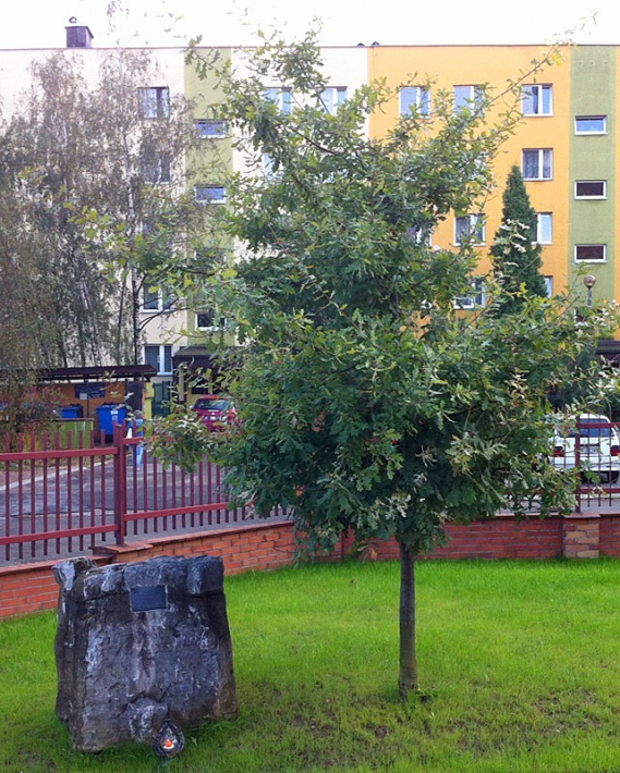 dąb Jana Pawła II w Krakowie, przy Sanktuarium Najświętszej Rodziny, 2014