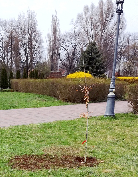 dąb Jana Pawła II w Głogowie, przy Bibliotece Świętego Pielgrzyma, 11 kwietnia 2018 - drzewko ma kilka gałązek, zeszłoroczne liście i nowe pączki