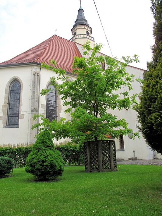 dąb Jana Pawła II w Gryfowie Śląskim, przy kościele św. Jadwigi Śląskiej, 2013