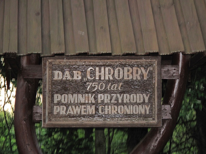 Dąb Chrobry