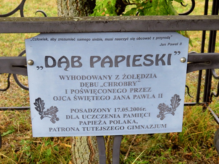 dąb Jana Pawła II w Drohiczynie, przy Zespole Szkół, 2019