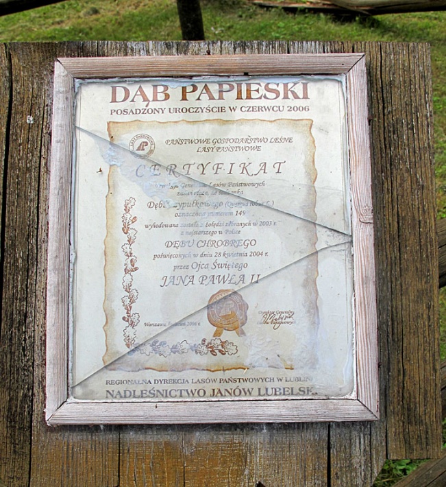 dąb Jana Pawła II przy siedzibie Nadleśnictwa w Janowie Lubelskim, 2013