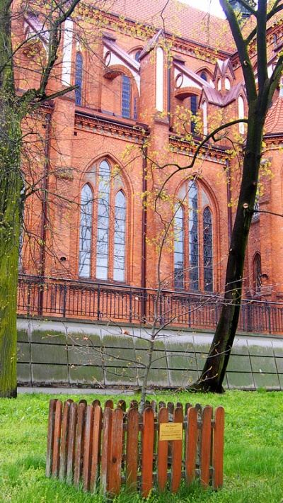 dąb Jana Pawła II w Białymstoku, przy katedrze, kwiecień 2017