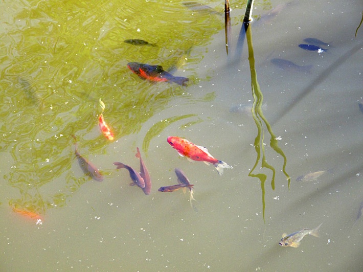 W fosie zamieszkały kolorowe rybki