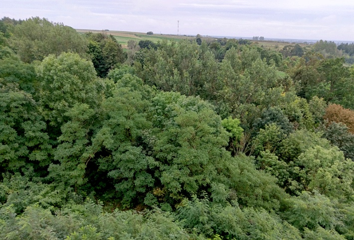 Iłża - widok na wzgórze zamkowe porośnięte drzewami, dalej pola uprawne
