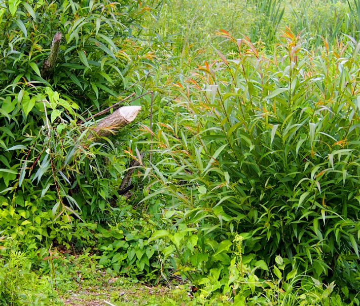 W Biebrzańskim Parku Narodowym - gałąź obgryziona przez bobry