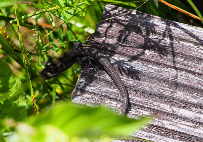 W Biebrzańskim Parku Narodowym - uciekająca jaszczurka