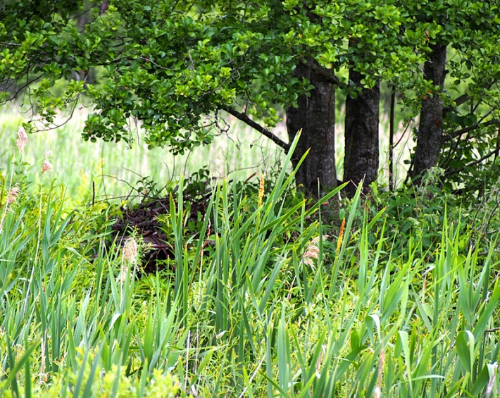 W Biebrzańskim Parku Narodowym - żeremie bobrów
