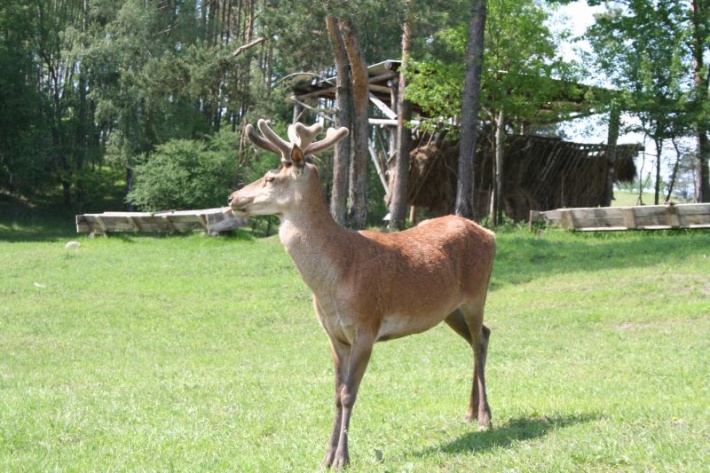 Mazurskie Safarii w miejscowości Okrągłe