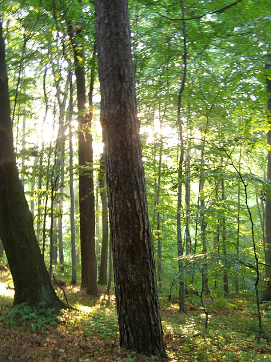 Las w Ojcowskim Parku Narodowym