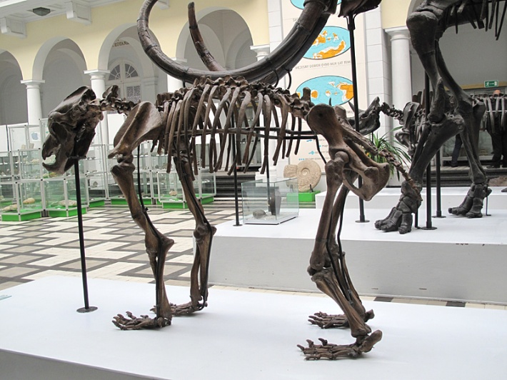 szkielet ursusa - niedźwiedzia jaskiniowego
