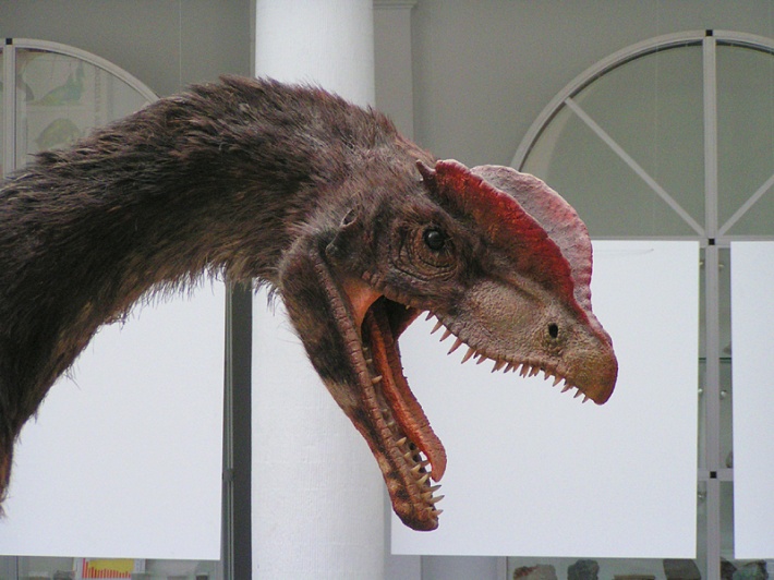 głowa dilofozaura