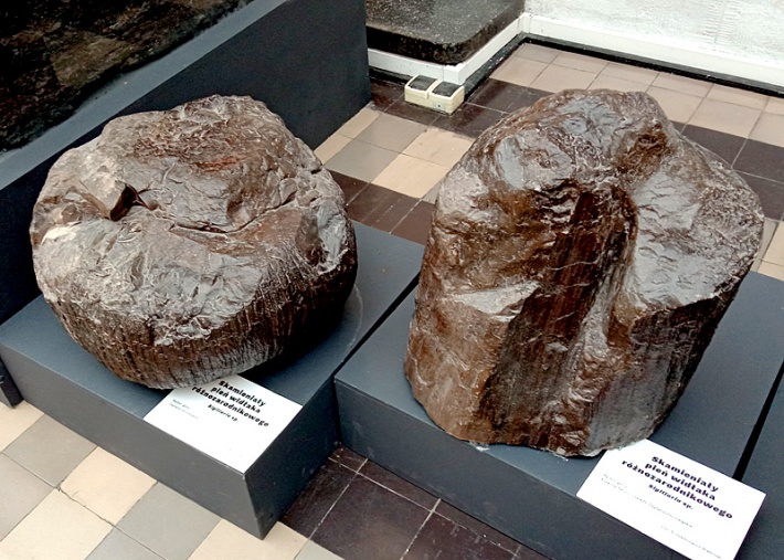 Muzeum PIG - skamieniałe pnie widłaków