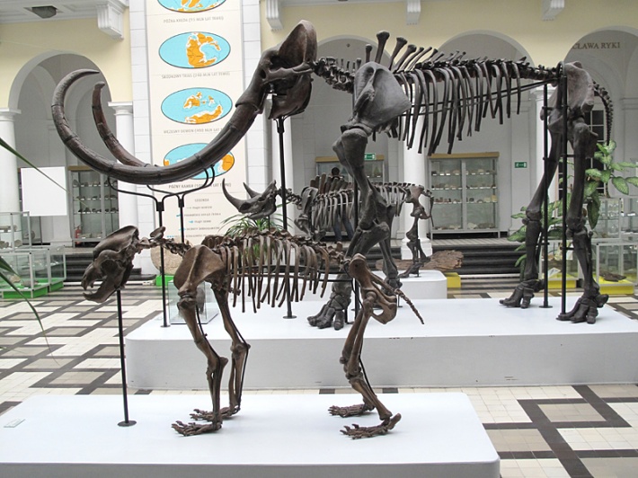 szkielety ssaków z epoki lodowcowej