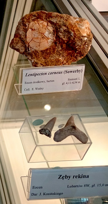 Muzeum PIG - skamieniałe małże i zęby rekina