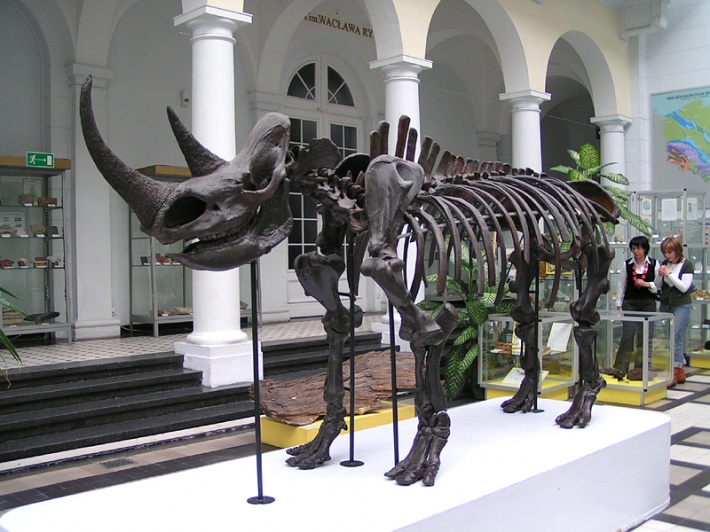 szkielet nosorożca włochatego