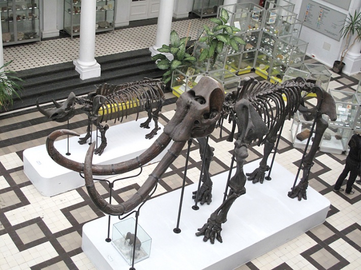 szkielet mamuta