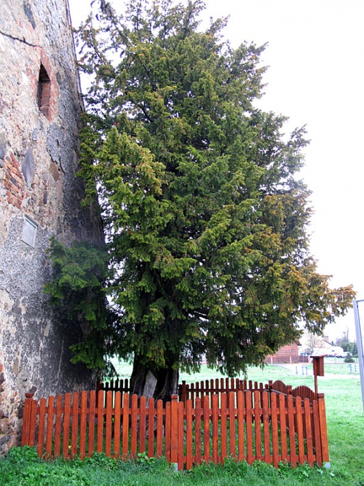 cis pospolity - najstarsze drzewo w Polsce