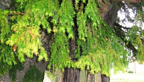 Cis pospolity - najstarsze drzewo w Polsce