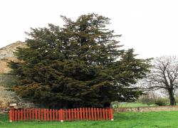 cis pospolity - najstarsze drzewo w Polsce