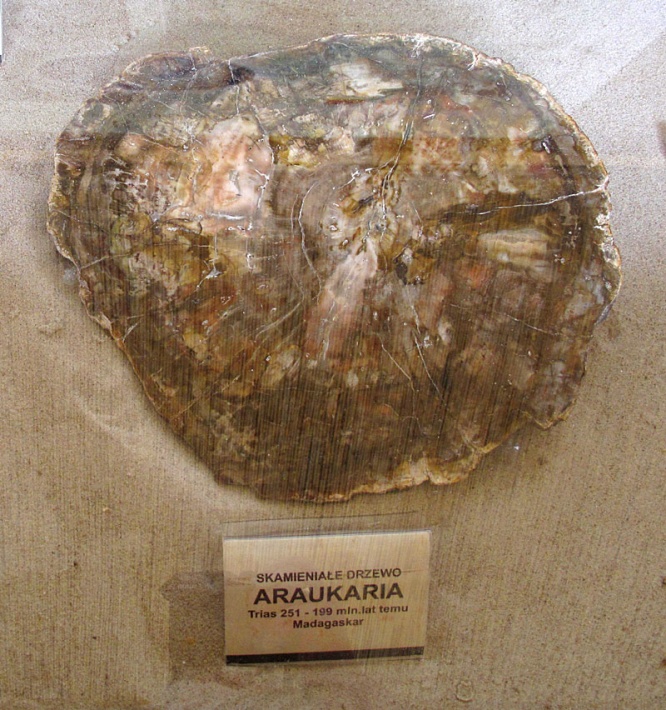 Park Jurajski w Łebie - wystawa skamieniałości