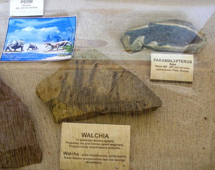 Park Jurajski w Łebie - wystawa skamieniałości