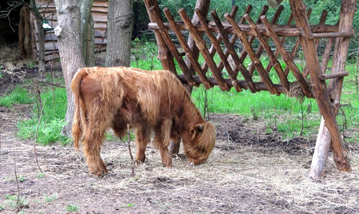 Park Jurajski w Łebie - Mini Zoo, czerwona krowa włochata